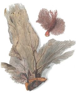 Various Coral 5 Vintage Illustration