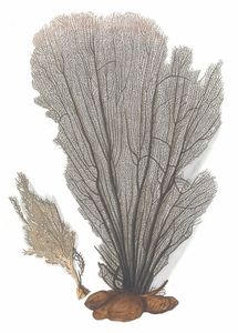Various Coral 6 Vintage Illustration