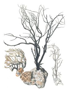 Various Coral 7 Vintage Illustration