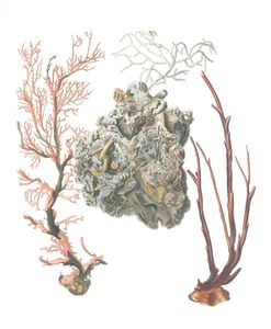 Various Coral 11 Vintage Illustration