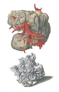Various Coral Rock Formations Vintage Illustration