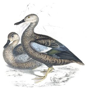 Various Duck Copy