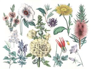 Various Flowers 2 Vintage Illustrations
