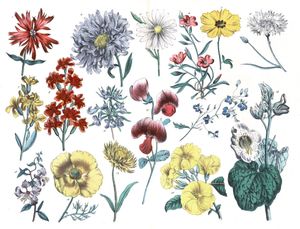 Various Flowers 3 Vintage Illustrations