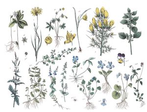 Various Flowers 7 Vintage Illustrations