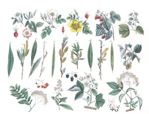 Various Flowers 10 Vintage Illustrations