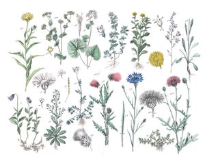 Various Flowers 11 Vintage Illustrations