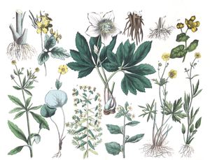 Various Flowers 12 Vintage Illustrations