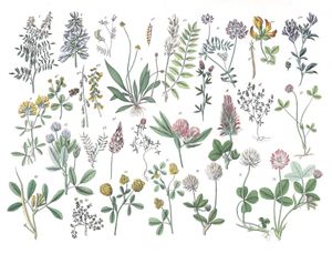 Various Flowers 17 Vintage Illustrations