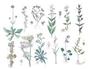 Various Flowers 26 Vintage Illustrations