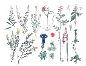 Various Flowers 19 Vintage Illustrations