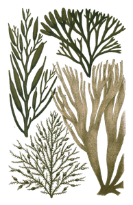 Various Green Seaweed Illustration