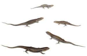 Various Lizards Fuprepes Vintage Illustration