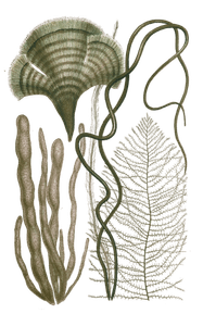 Various Green Seaweed Illustration 5