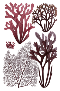 Various Red Seaweed Illustration 2