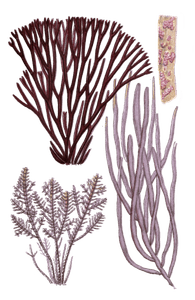 Various Red Seaweed Illustration 4
