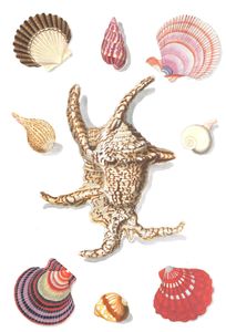 Various Shells 3 Vintage Illustration