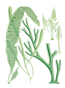 Various Vintage Green Seaweed Plant Illustrations 1