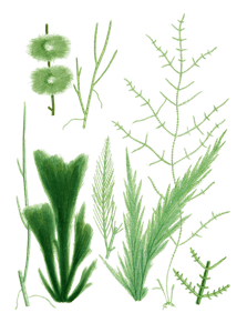 Various Vintage Green Seaweed Plant Illustrations 2