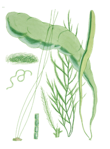 Various Vintage Green Seaweed Plant Illustrations 3