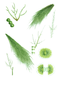 Various Vintage Green Seaweed Plant Illustrations 4