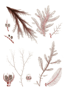 Various Vintage Red Seaweed Plant Illustrations 2
