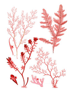 Various Vintage Red Seaweed Plant Illustrations 3
