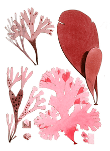Various Vintage Red Seaweed Plant Illustrations 4
