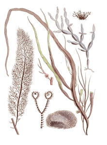 Various Vintage Red Seaweed Plant Illustrations 5