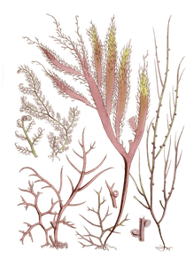 Various Vintage Red Seaweed Plant Illustrations 6