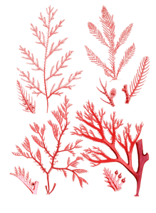 Various Vintage Red Seaweed Plant Illustrations 7