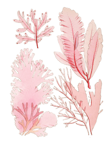 Various Vintage Red Seaweed Plant Illustrations 8