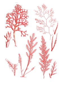 Various Vintage Red Seaweed Plant Illustrations 9
