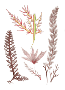 Various Vintage Red Seaweed Plant Illustrations 10