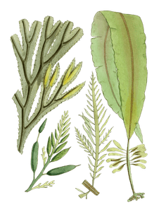 Various Vintage Seaweed Plant Illustrations