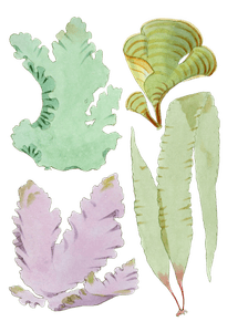 Various Vintage Seaweed Plant Illustrations