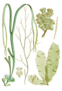 Various Vintage Seaweed Plant Illustrations 4