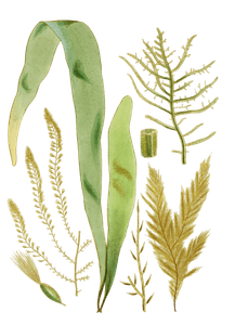 Various Vintage Seaweed Plant Illustrations 5