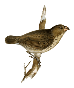 Vegetarian Finch