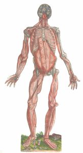 Vintage Anatomy Illustration a Complete Skeleton Partial Muscle Coverage