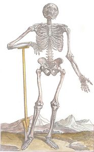 Vintage Anatomy Illustration a Complete Skeleton with a Shovel Under His Arm