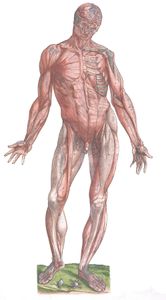Vintage Anatomy Illustration a Complete Skeleton with Muscle Coverage