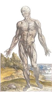 Vintage Anatomy Illustration a Male Standing