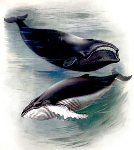 Vintage Atlantic Right Whale and Humpback Whle Illustration From the Public Domain