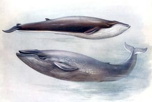 Vintage Blue Whale Illustration From the Public Domain