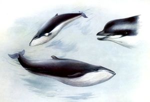 Vintage Bottle Nosed Whale Adn Minke Whale Illustration From the Public Domain