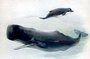 Vintage Bottle Nosed Whale and Sperm Whale Illustration From the Public Domain