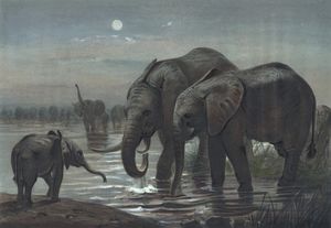 Vintage Illustrations of African Elephant in Public Domain