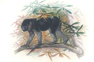 Vintage Illustrations of Ashy Black Ape in Public Domain