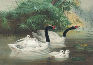 Vintage Illustrations of Black Necked Swan in Public Domain